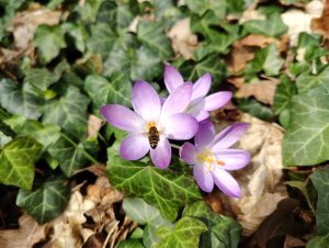 Read more about the article Die Bedeutung der ersten Pollen im Frühling für die Bienen